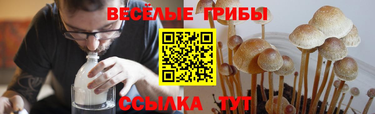 Будённовск  Псилоцибиновые грибы Psilocybine cubensis  Вход с VPN  сколько стоит  Галлюциногенные грибы мицелий 